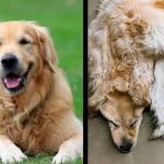 ¿Tú lo harías? Familia convierte la piel de su perro muerto en alfombra Familia convierte la piel de su perro fallecido en alfombra