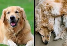 ¿Tú lo harías? Familia convierte la piel de su perro muerto en alfombra Familia convierte la piel de su perro fallecido en alfombra