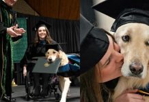 VIDEO: Perrito de asistencia se «gradúa» de la maestría junto a su dueña Perrito se "gradúa" de la maestría junto con su dueña