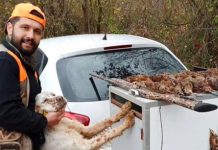 Por accidente perro presiona gatillo del rifle y mató a su dueño en Turquía Un cazador murió por un disparo de su perro en Turquía