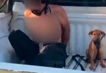 ¡Amor sin condición! Perro acompaña hasta la cárcel a su dueño detenido Perrito es llevado a la cárcel junto a su dueño