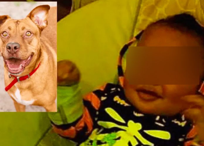 Bebé es atacado por pitbulls en Washington
