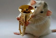 Según estudio las ratas reaccionan al ritmo de la música