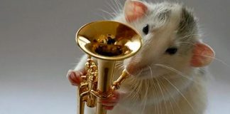 Según estudio las ratas reaccionan al ritmo de la música