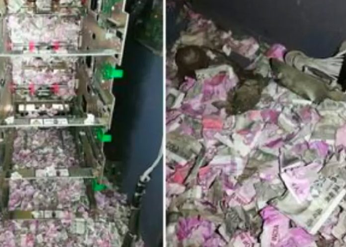 Encuentran ratón dentro de un cajero electrónico