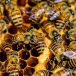 Enjambre de abejas causa pánico en Uruguay dejando 30 personas heridas