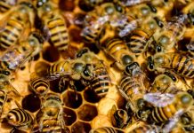 Enjambre de abejas causa pánico en Uruguay dejando 32 personas heridas Enjambre de abejas causa pánico en Uruguay dejando 30 personas heridas