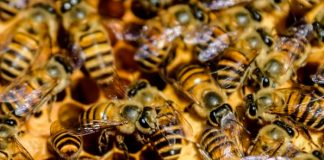 Enjambre de abejas causa pánico en Uruguay dejando 30 personas heridas