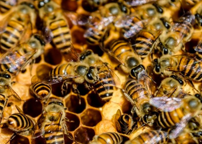 uruguay2 Enjambre de abejas causa pánico en Uruguay dejando 30 personas heridas