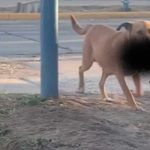 Perro causa terror al aparecer con la cabeza de una cabra Perro causa terror al aparecer con la cabeza de una cabra