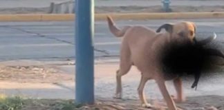 Perro causa terror al aparecer con la cabeza de una cabra
