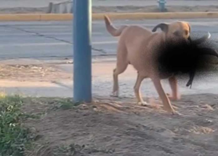 Perro causa terror al aparecer con la cabeza de una cabra