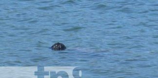Hombre fallece por sumersión en peligrosas aguas de la laguna de Xiloá