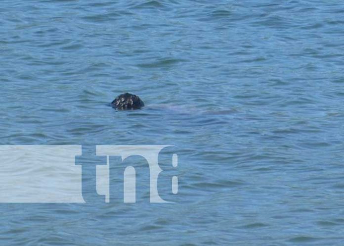 1 Hombre fallece por sumersión en peligrosas aguas de la laguna de Xiloá
