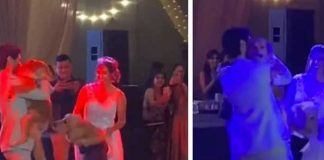 “Ternuritas”: Perritos bailan con sus dueños en su boda