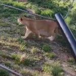 Cinco leones escapan en un zoológico australiano Cinco leones escapan en un zoológico australiano