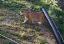 Cinco leones escapan en un zoológico australiano Cinco leones escapan en un zoológico australiano
