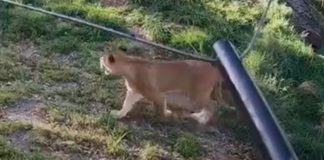 Cinco leones escapan en un zoológico australiano