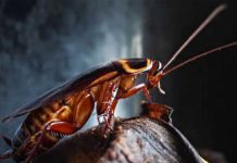 Conoce las 4 enfermedades relacionadas con las cucarachas que «causan alertas» Enfermedades relacionadas con las cucarachas