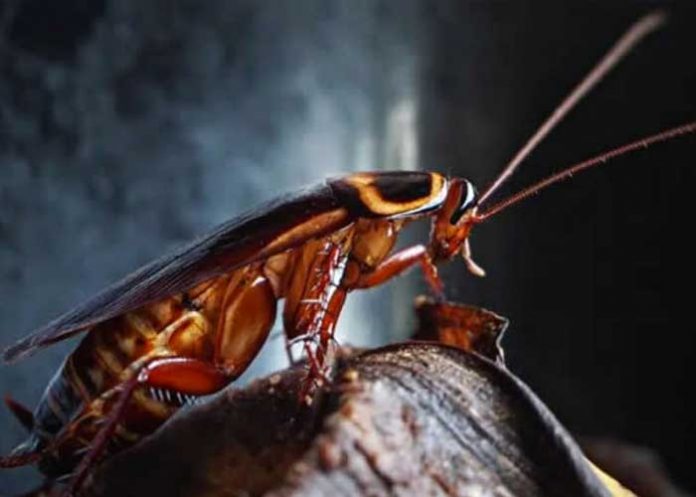 Enfermedades relacionadas con las cucarachas