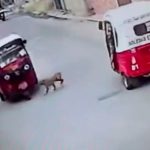 ¡Increíble!, perro «atropella» a una mototaxi y se da a la fuga ¡Increíble!, perro "atropella" a una mototaxi y se da a la fuga