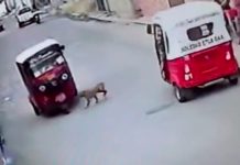 ¡Increíble!, perro «atropella» a una mototaxi y se da a la fuga ¡Increíble!, perro "atropella" a una mototaxi y se da a la fuga