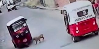 ¡Increíble!, perro "atropella" a una mototaxi y se da a la fuga