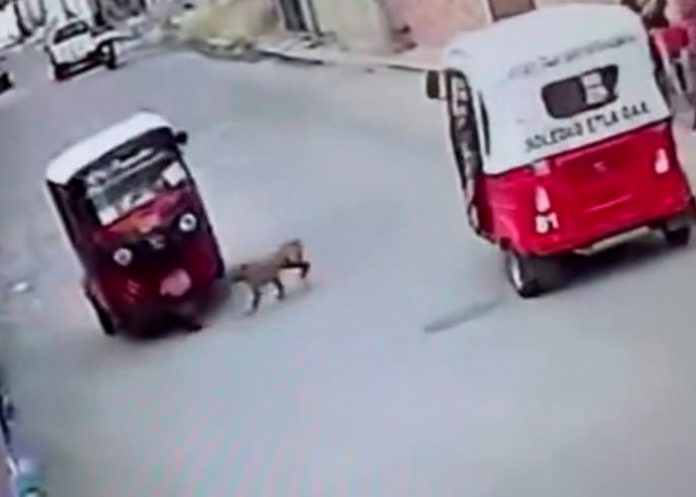 ¡Increíble!, perro 