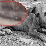 Pareja de desgraciados queman vivo a perrito mientras se “reían” en México Pareja de desgraciados queman vivo a perrito mientras se “reían” en México