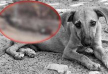 Pareja de desgraciados queman vivo a perrito mientras se “reían” en México Pareja de desgraciados queman vivo a perrito mientras se “reían” en México