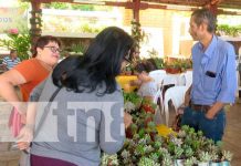 Cultivadores de cactus y suculentas exponen sus plantas en el Parque de Ferias Cultivadores de cactus y suculentas exponen sus plantas en el Parque de Ferias