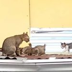 Una gata callejera llevando pescado a sus crías es la sensación viral (Video)