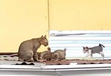 Una gata callejera llevando pescado a sus crías es la sensación viral (Video) Una gata callejera llevando pescado a sus crías es la sensación viral (Video)