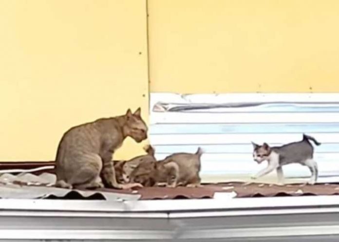 Una gata callejera llevando pescado a sus crías es la sensación viral (Video)