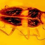 Hallan una cucaracha de unos 30 millones de años en ámbar dominicano