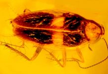 Hallan una cucaracha de unos 30 millones de años en ámbar dominicano Hallan una cucaracha de unos 30 millones de años en ámbar dominicano