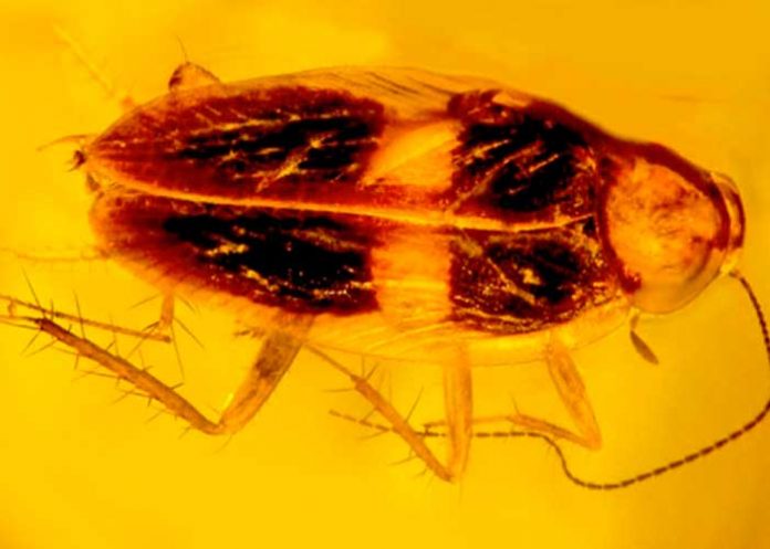 Hallan una cucaracha de unos 30 millones de años en ámbar dominicano