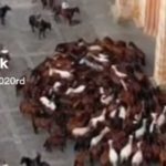 ¡Aviso del apocalipsis! Captan a caballos dando vueltas (Video) ¡Aviso del apocalipsis! Captan a caballos dando vueltas en círculos (Video)