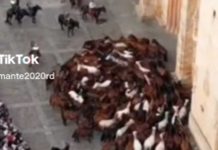 ¡Aviso del apocalipsis! Captan a caballos dando vueltas (Video) ¡Aviso del apocalipsis! Captan a caballos dando vueltas en círculos (Video)