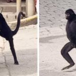 Mono araña sorprendió a los pobladores y se hizo viral
