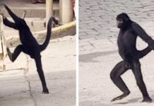 Hermoso video: Mono araña causa sensación en las calles de Bolivia Mono araña sorprendió a los pobladores y se hizo viral