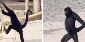 Mono araña sorprendió a los pobladores y se hizo viral