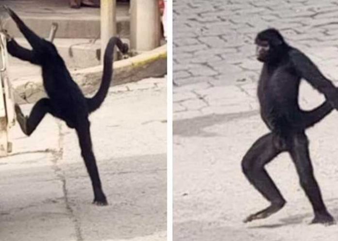Mono araña sorprendió a los pobladores y se hizo viral