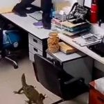¡Clase susto! Reptil entra a oficina y así reaccionan los empleados (Video) Reptil se mete a una oficina y así reaccionan los empleados (Video)