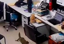 ¡Clase susto! Reptil entra a oficina y así reaccionan los empleados (Video) Reptil se mete a una oficina y así reaccionan los empleados (Video)