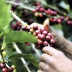 Aumentan las exportaciones e importaciones portuarias en Nicaragua durante el 2023 Foto: Aumentan las exportaciones e importaciones portuarias en Nicaragua durante el 2023/TN8