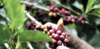 Foto: Aumentan las exportaciones e importaciones portuarias en Nicaragua durante el 2023/TN8