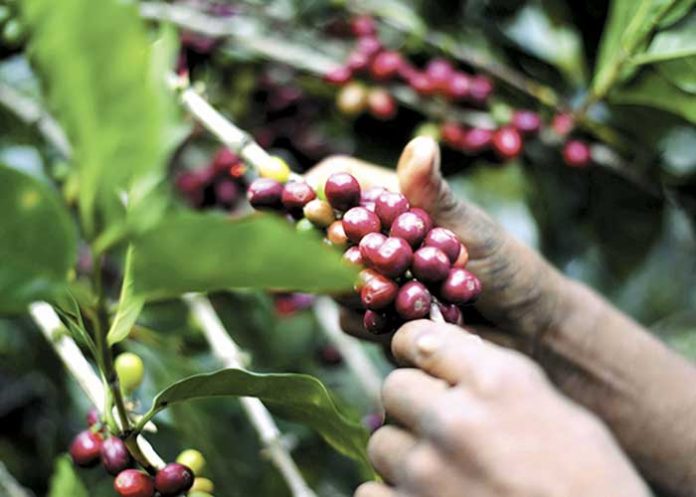 Foto: Aumentan las exportaciones e importaciones portuarias en Nicaragua durante el 2023/TN8