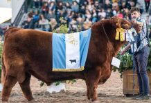 Realizan versión de «Muchachos» para un toro argentino que ganó un Mundial Realizan versión de "Muchachos" para un toro argentino ganó un Mundial