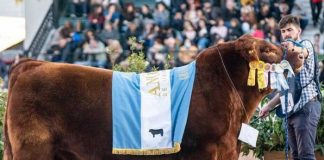 Realizan versión de "Muchachos" para un toro argentino ganó un Mundial